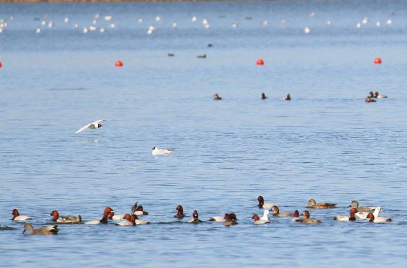 Mouette mélano 2.jpg