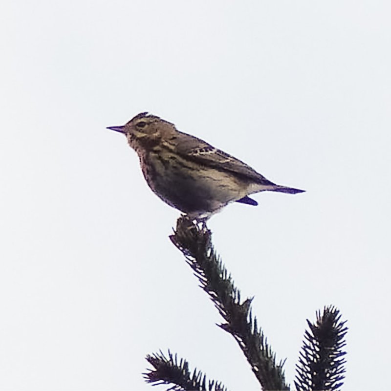 pipit-2.jpg