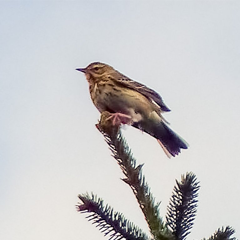 pipit-1.jpg