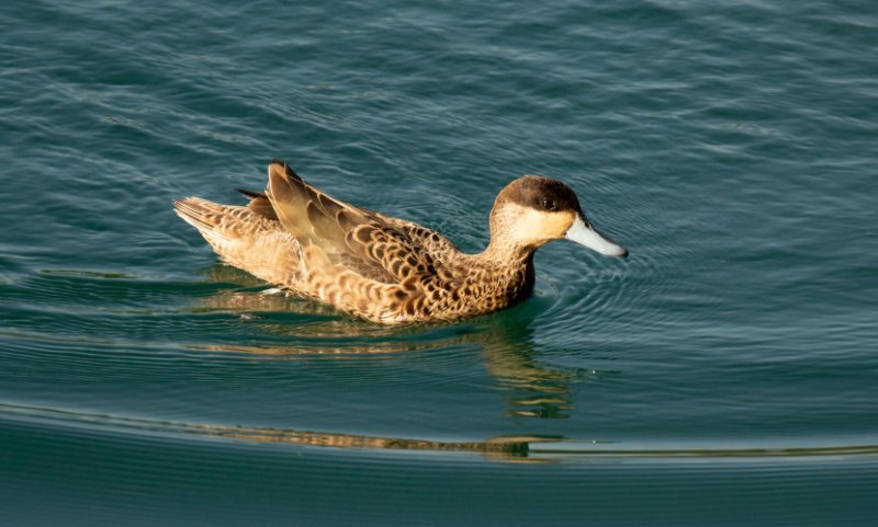 Canard sp.jpg