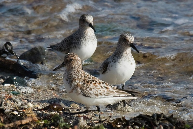 Becasseau sanderling_2450.jpg