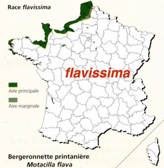 Bergeronnette printanière flavissima aire.jpg