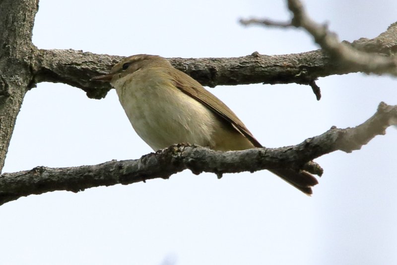 pouillot bord de seine_2.JPG