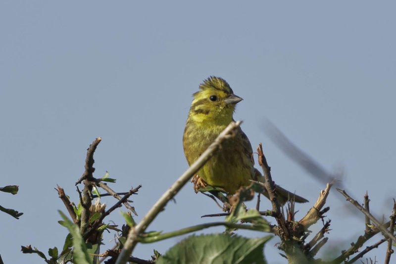 Bruant-jaune.jpg