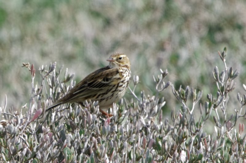 Pipit-farlouse.jpg