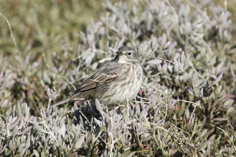 Pipit.jpg