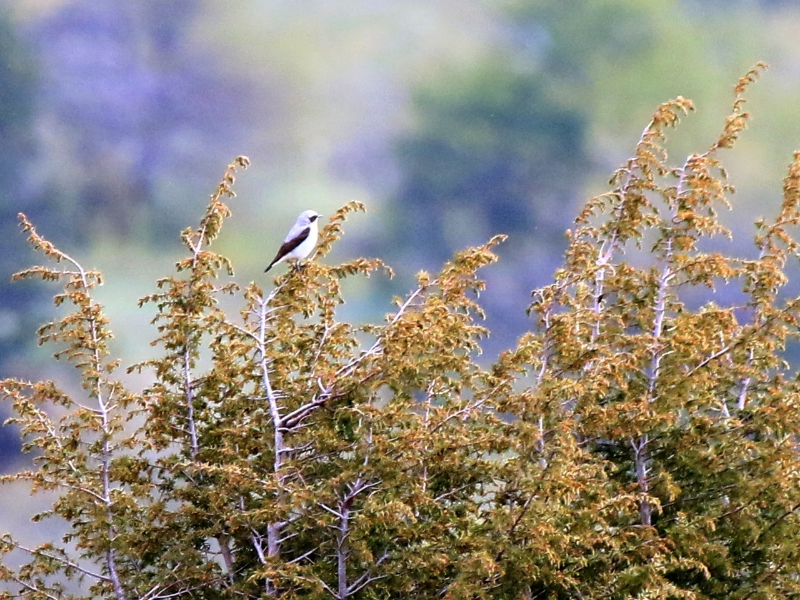 gobemouche ou pie-grièche_2.jpg