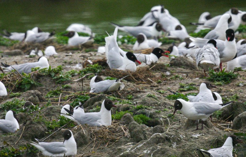 Mouette melanocephale 7874R.jpg