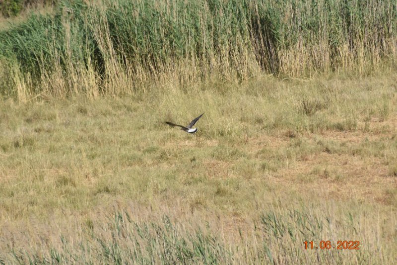 oiseau inconnu1.JPG