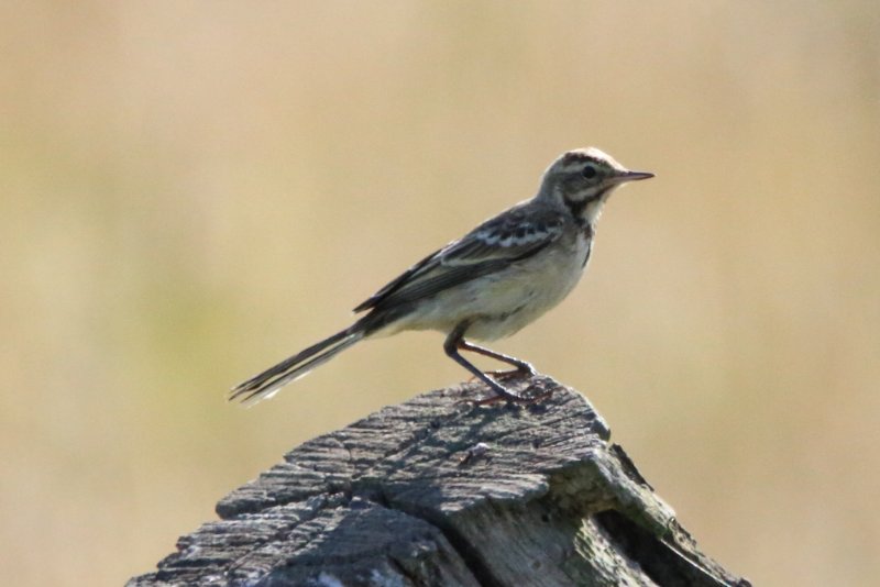 bergeronnette juvenile grise ou printaniere_brenne_030721.JPG