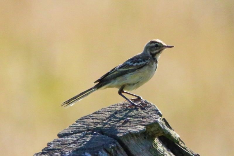 bergeronnette juvenile grise ou printaniere- Photos.jpg