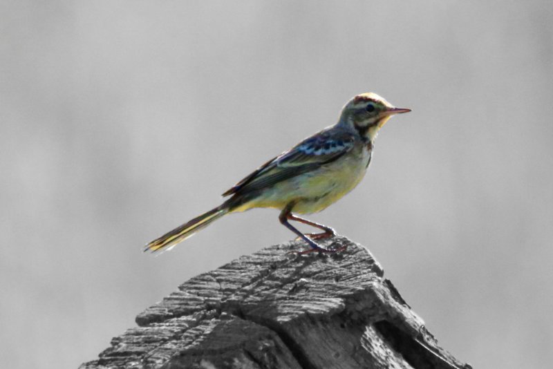 bergeronnette juvenile grise ou printaniere Luminar.jpg