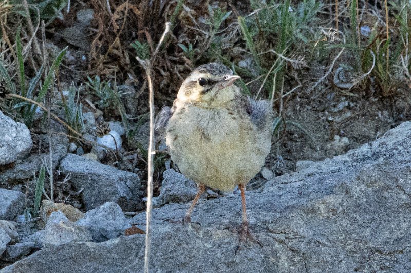 Pipit rousseline_6058.JPG