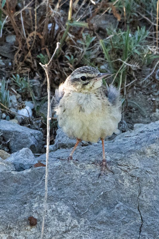 Pipit rousseline_6059.JPG