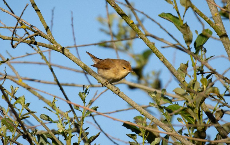 Bouscarle de cetti maybe copie.jpg