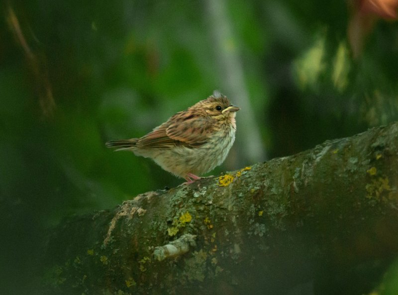 Oiseau ind copie 2.jpg