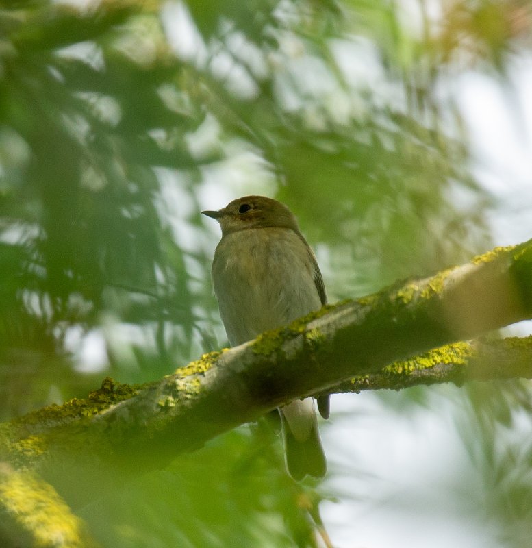 Oiseau ind 1 copie.jpg