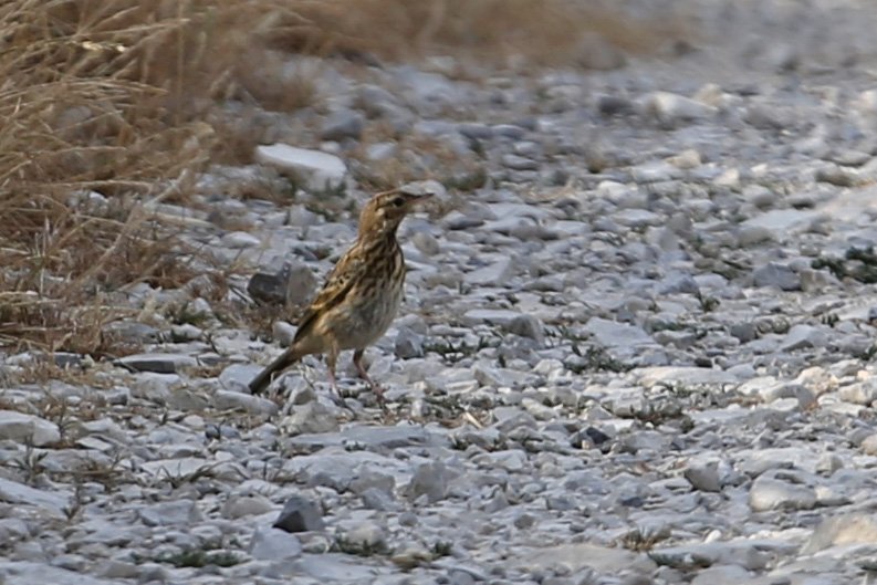 Pipit_Devoluy_20220803_4642.jpg