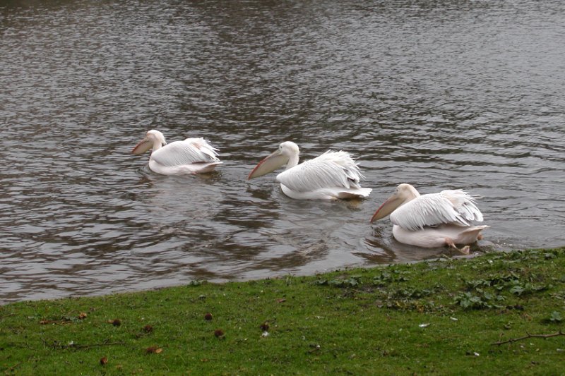 Pelican_SaintJamesPark_20080315_0185.jpg