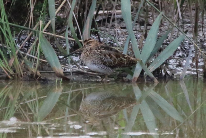 becassine des marais_etang de hollande_230922.JPG