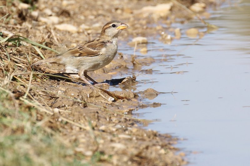 07 - Moineau domestique-ok2.JPG