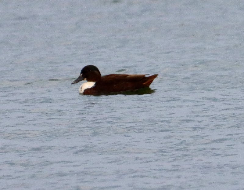 canard a plastron blanc.JPG