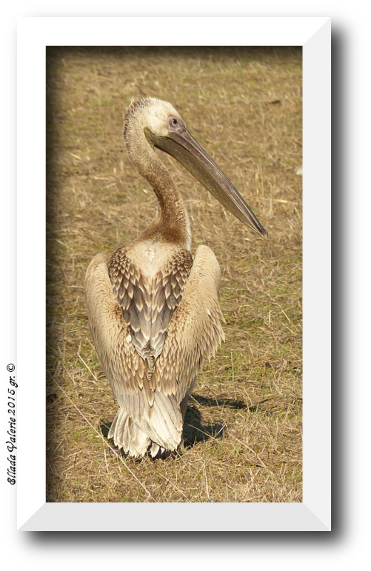 Juvenile White Pelican ( Pelecanus onocrotalus) (4).JPG