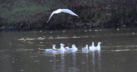 mouettes02.JPG