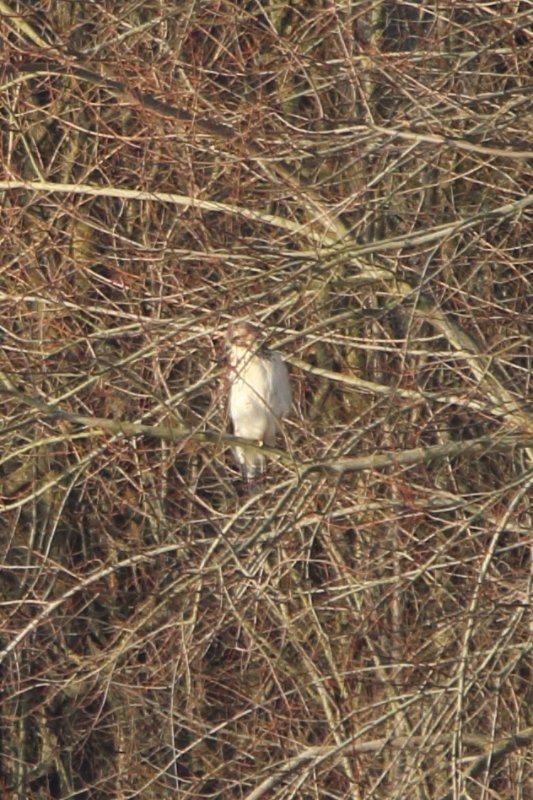 rapace des yveleines.JPG