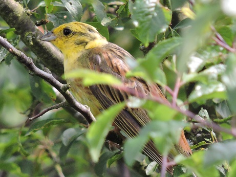 1 BRUANT JAUNE.jpg