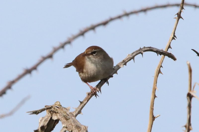 serait-ce un bouscarle de cetti.JPG