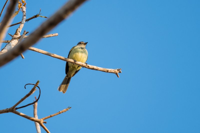 Platyrhynque jaune-olive (1 sur 1).jpg