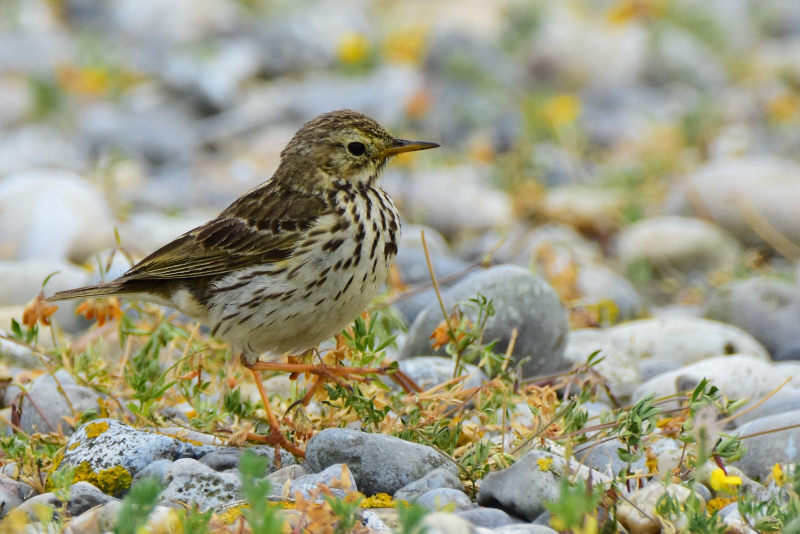 Pipit Farlouse 1.jpg