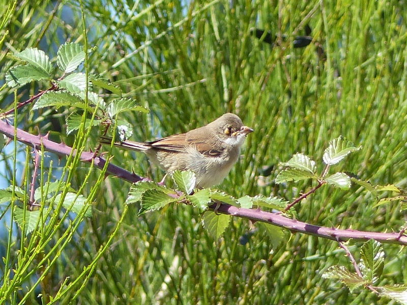 oiseau-indetermine-03-1.jpg