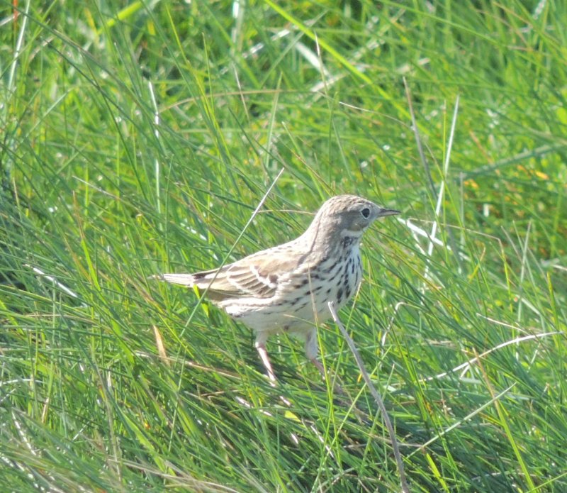 Pipit.jpg