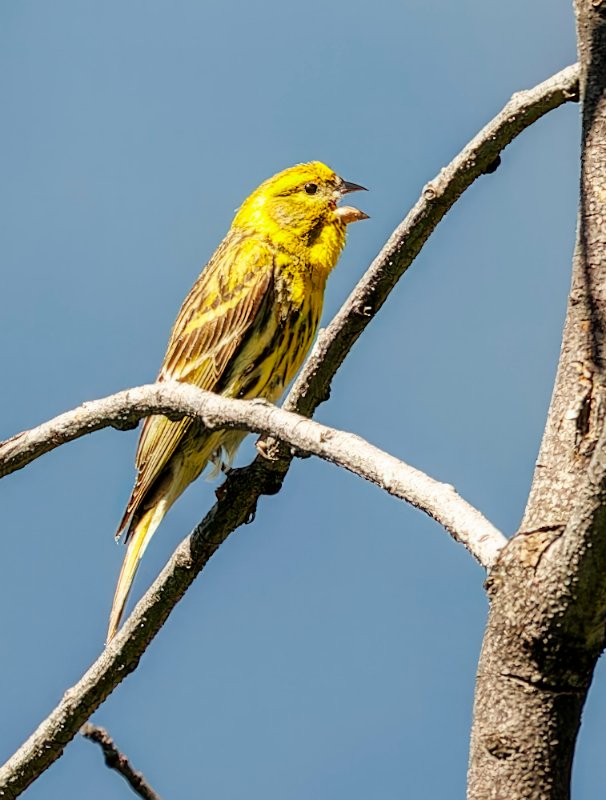 arc 1800, Serin cini (Serinus serinus) 2023-07-09 13h55.jpg