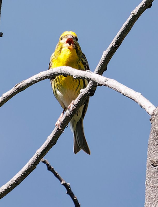 arc 1800, Serin cini (Serinus serinus) 2023-07-09 13h55-2.jpg