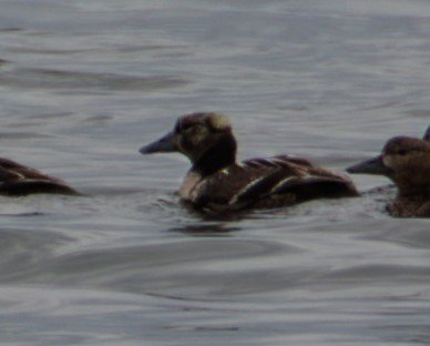 Eider de Steller_2023-05-31 (164726).jpg