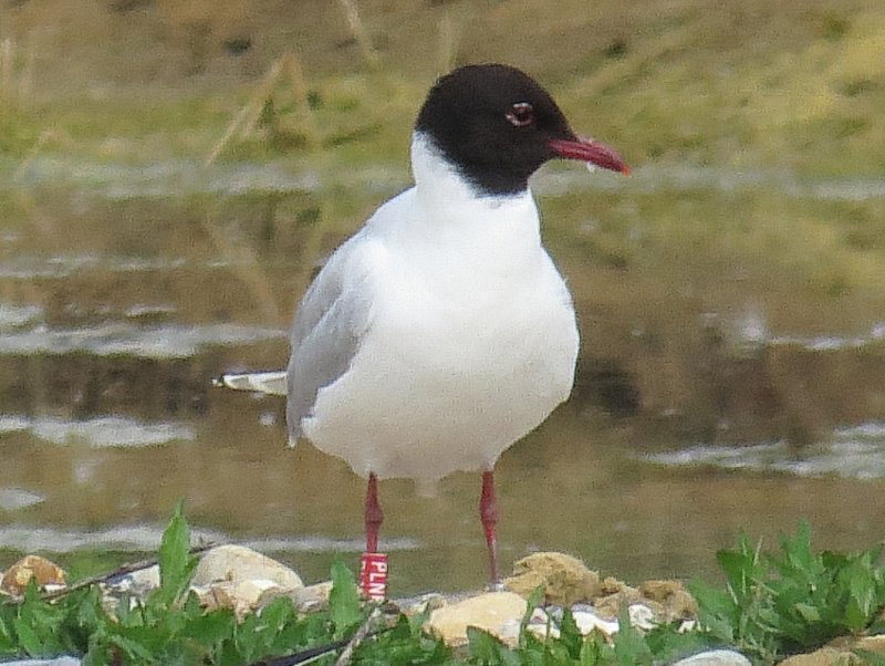 IMG_8741 med gull hybrid.jpg