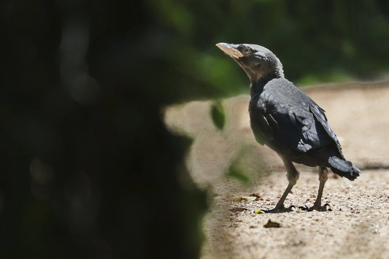 Jeune corvidé.JPG