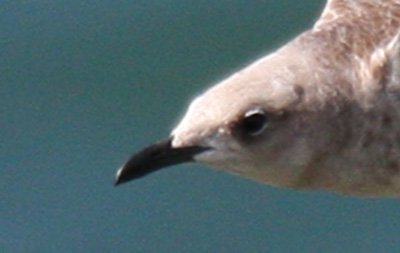 Mouette mélanocéphale_4732 copie.jpg