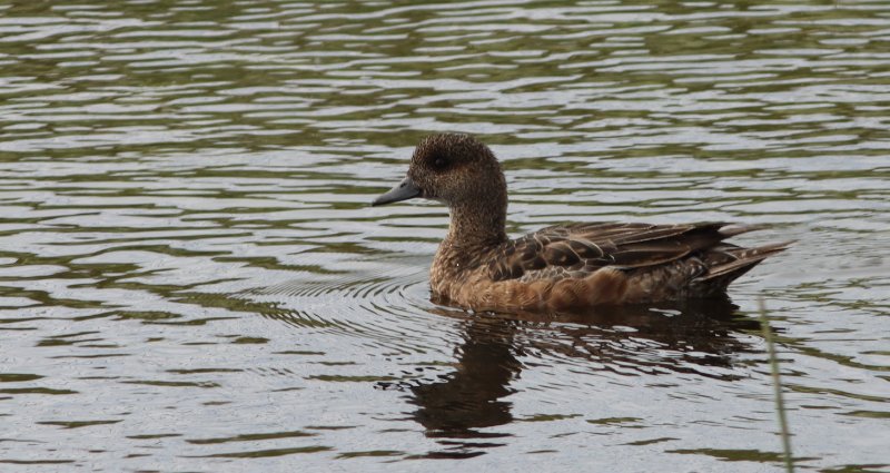 Canard siffleur_2023_07_Islande1.JPG