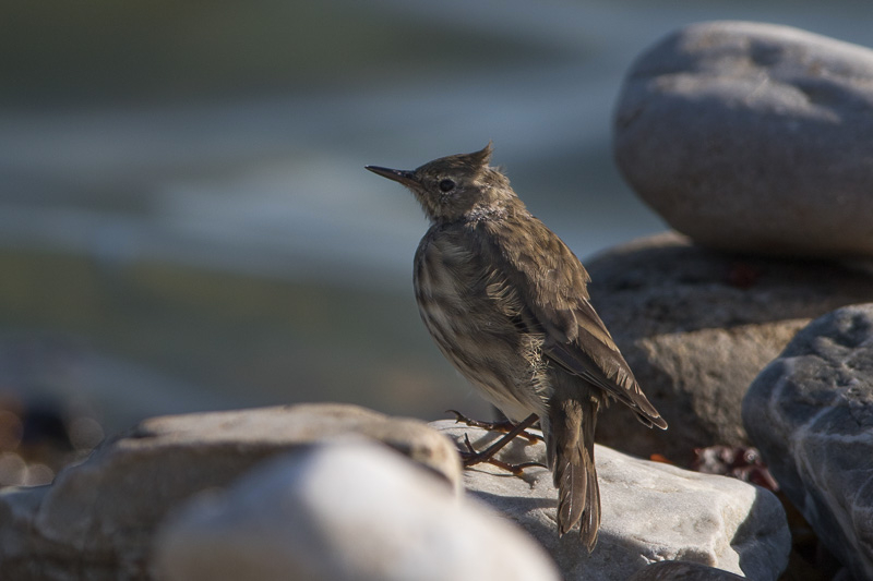 pipit_camaret-5428.jpg