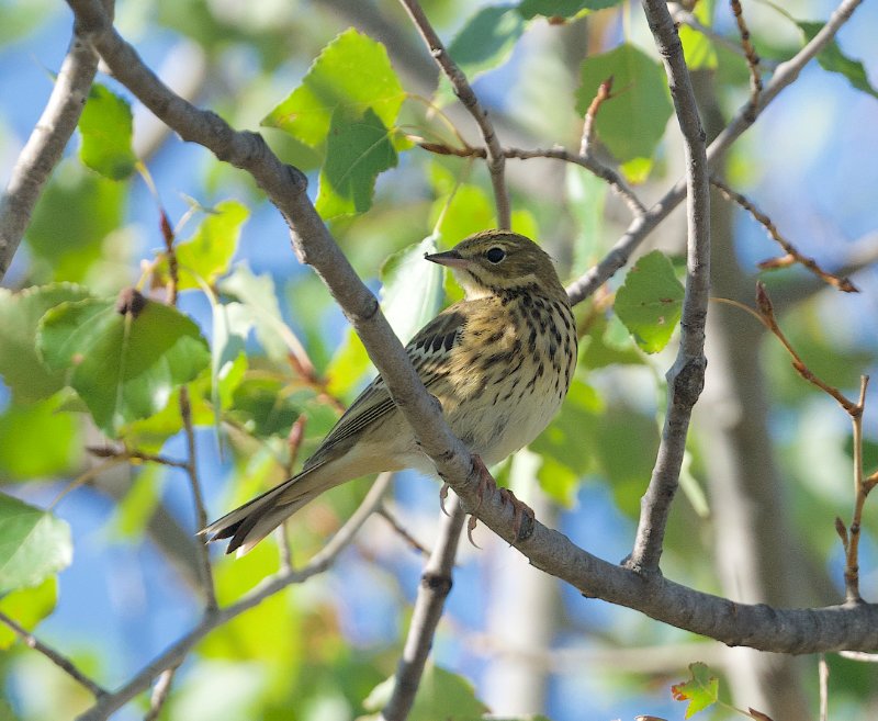 DSC_1293(pipit) - copie.jpg