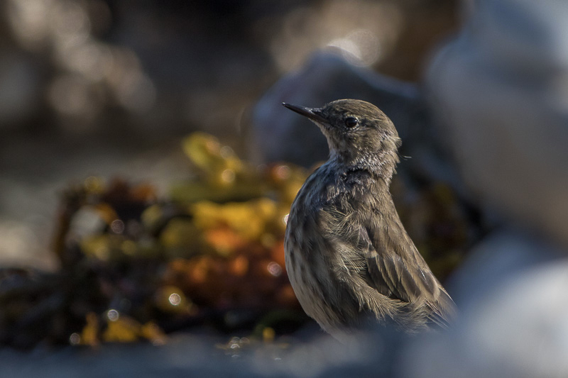 pipit_camaret-5431.jpg