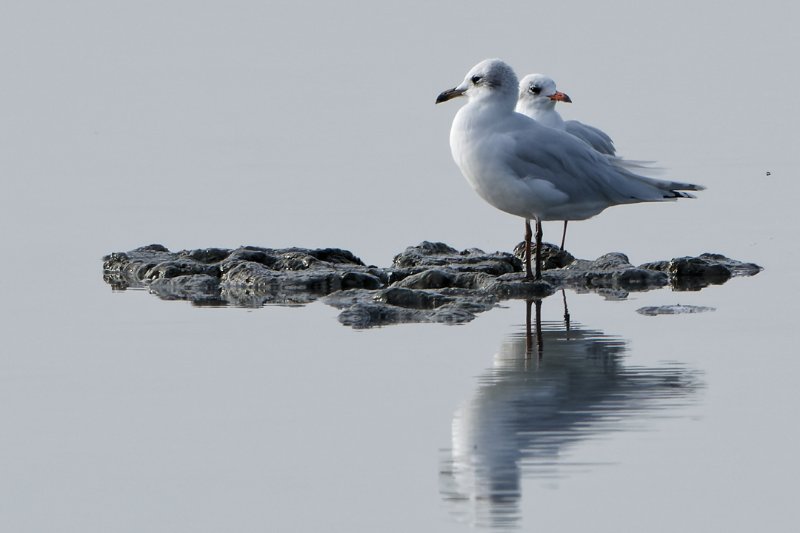 mouette-mélanocéphale.jpg