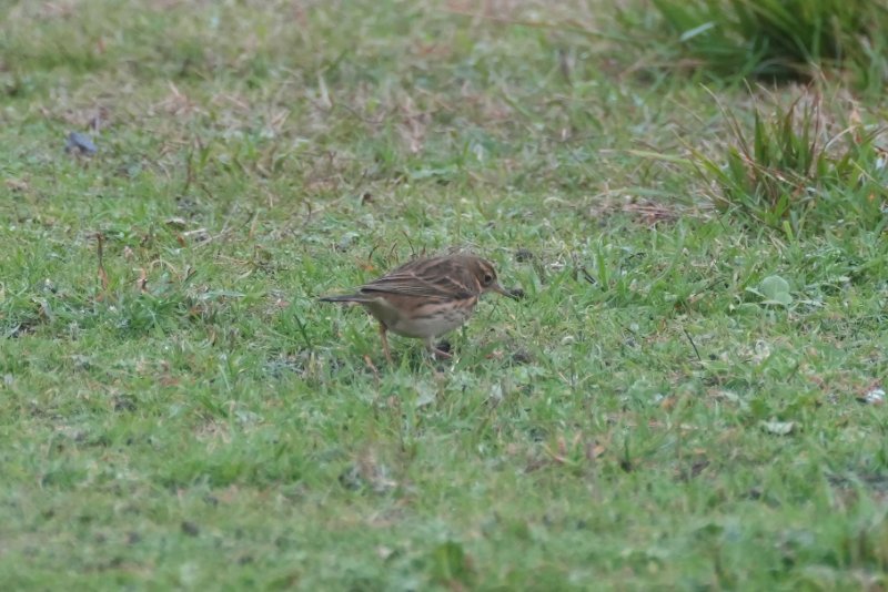 pipit à gorge rousse.JPG