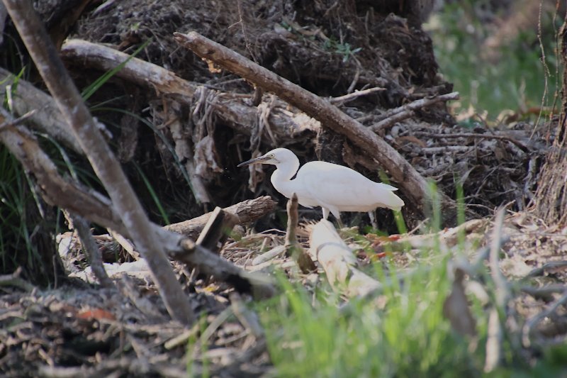 aigrette Tra su 2.jpg