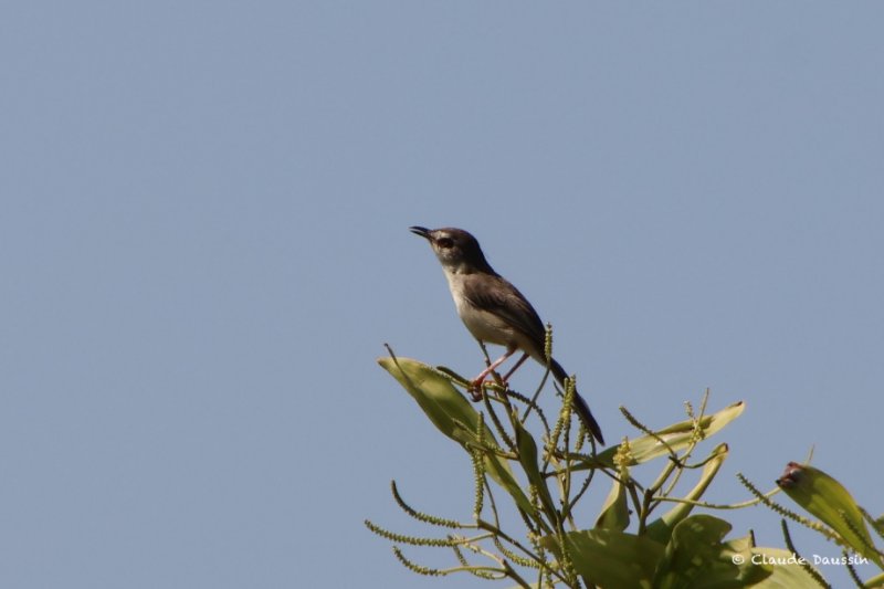 Bulbul X - copie.jpg