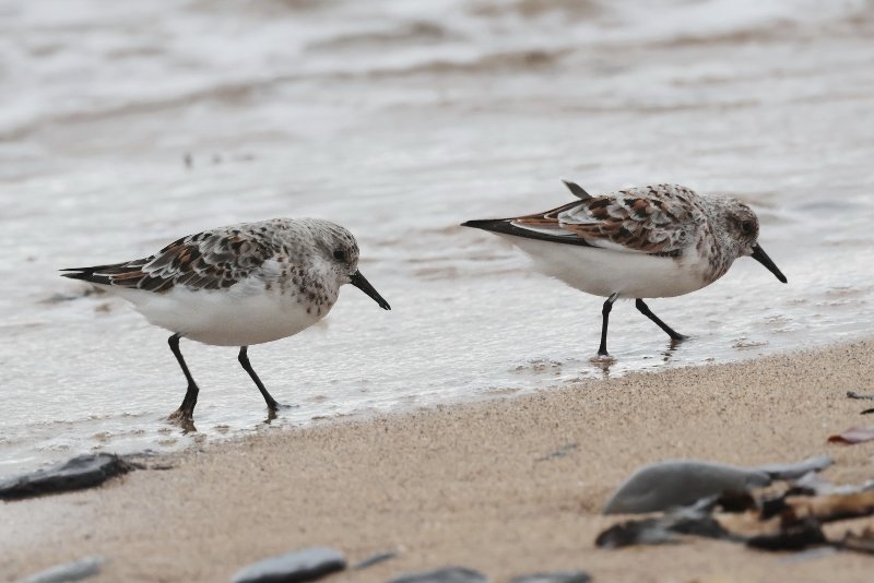 Sanderling.JPG